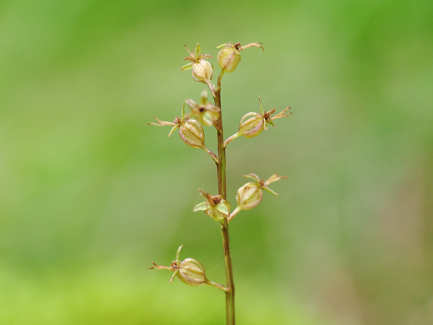 Das Kleine Zweiblatt (Listera cordata)
