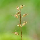 Das Kleine Zweiblatt (Listera cordata)