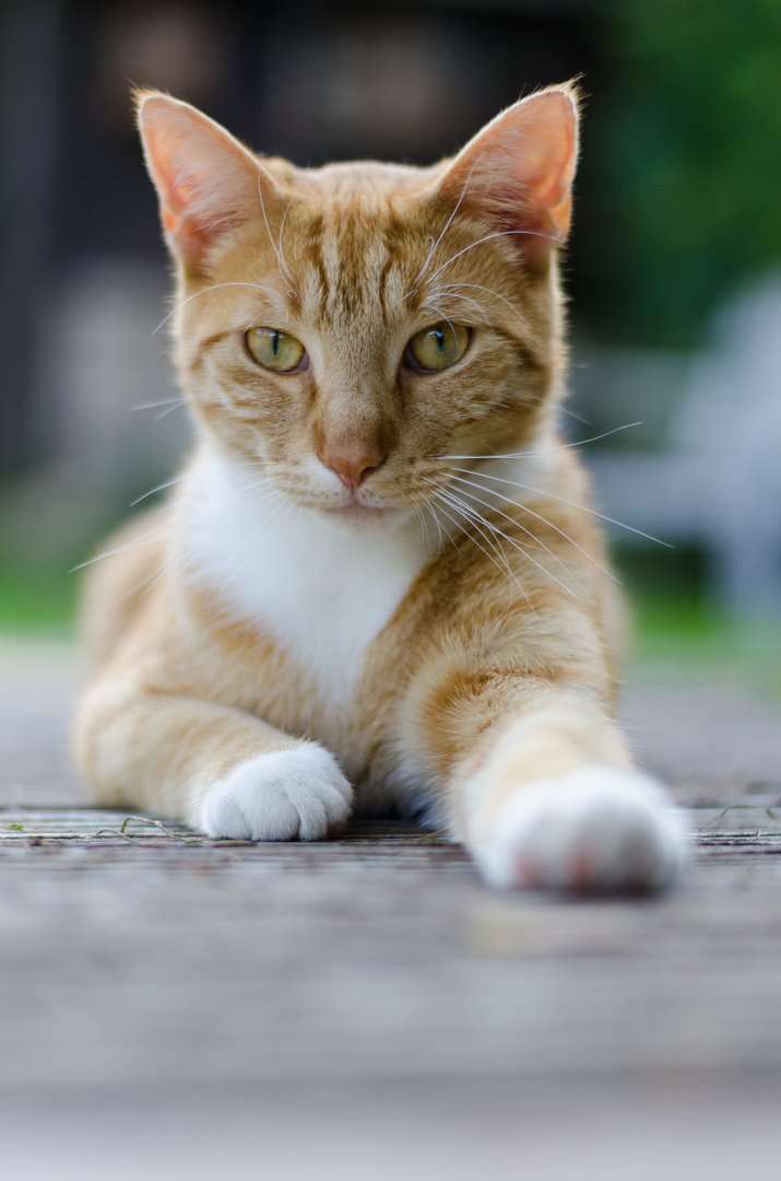 Das kleinste Katzentier ist ein Meisterstück