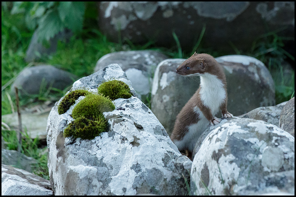 Das kleinste Raubtier der Welt ... das Hermännchen