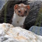 Das kleinste Raubtier; mit grossem Blick