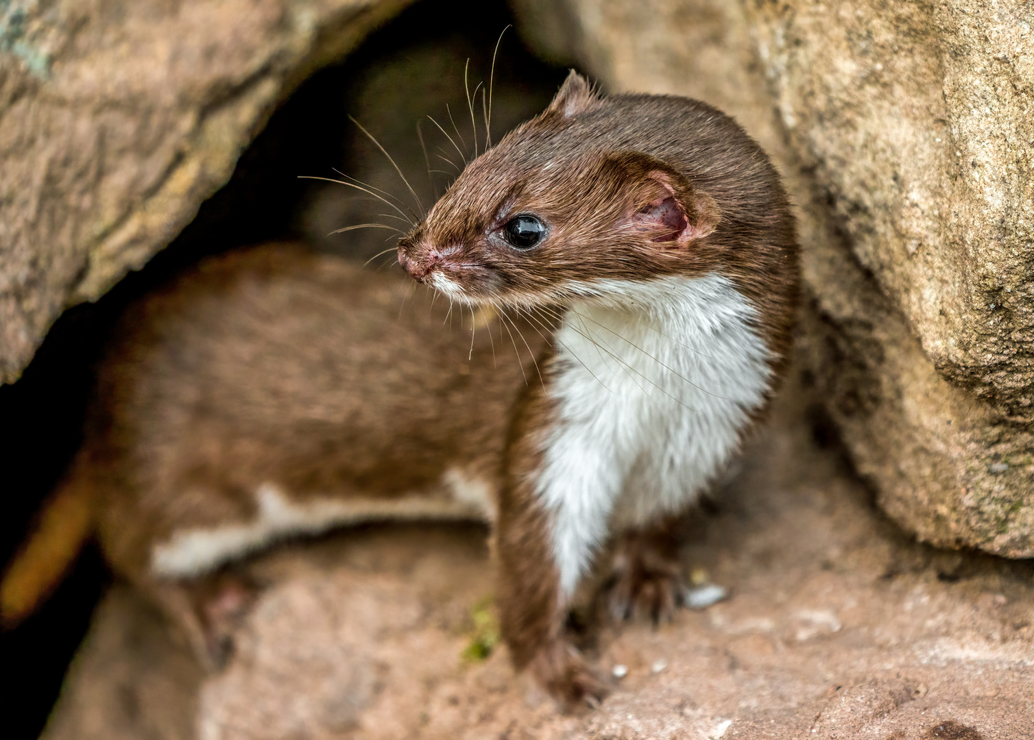 "DAS KLEINSTE RAUBTIER - WELTWEIT"