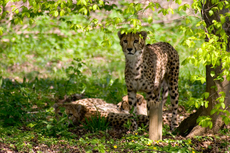 Das Klicken der Kamera ist interesant (Gepard)