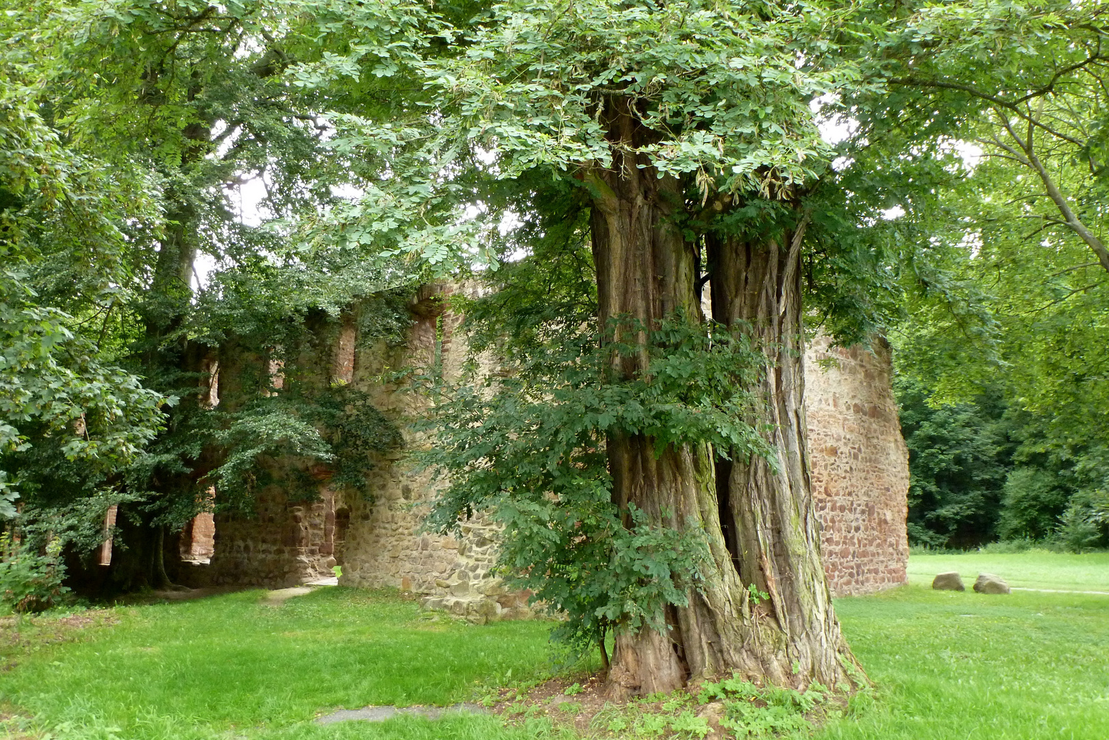 Das Kloster der Lutherin