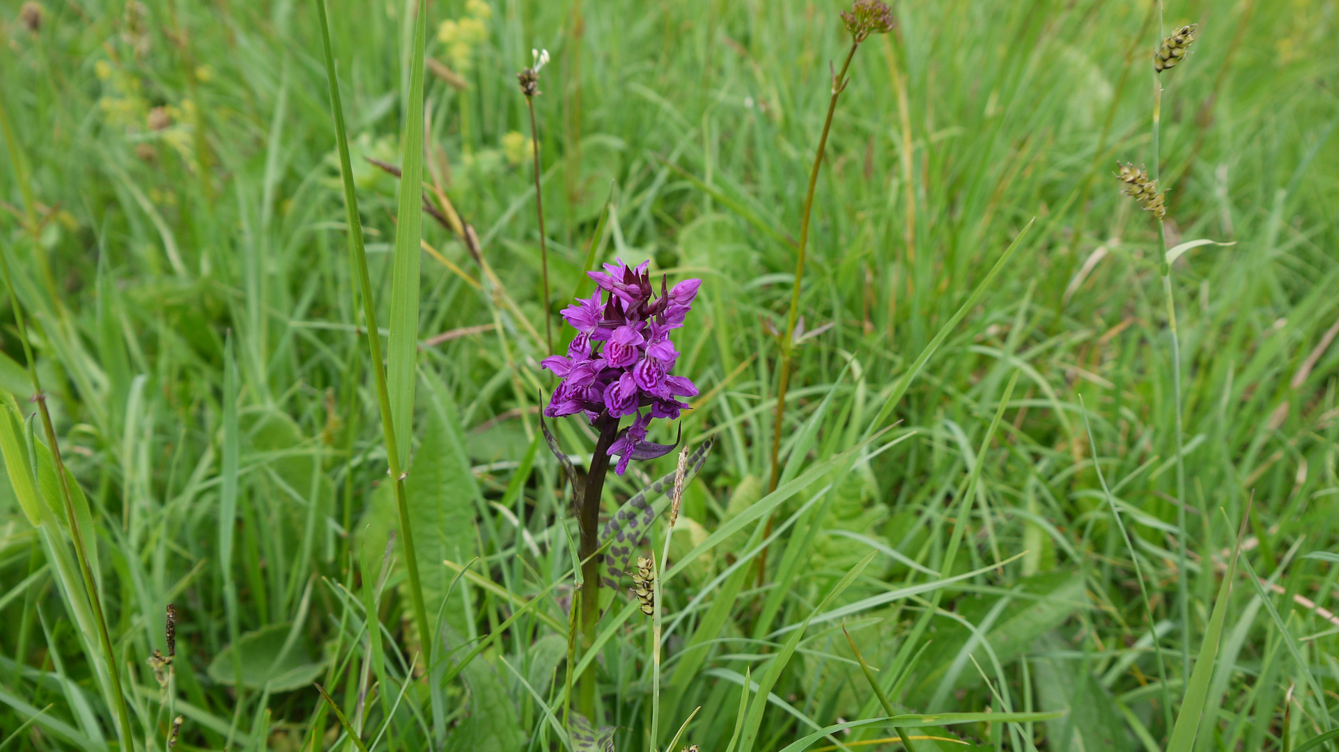 Das Knabenkraut- eine besonders schöne Orchidee