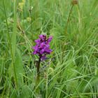 Das Knabenkraut- eine besonders schöne Orchidee