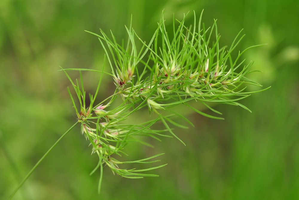 Das Knollige Rispengras (Poa bulbosa)