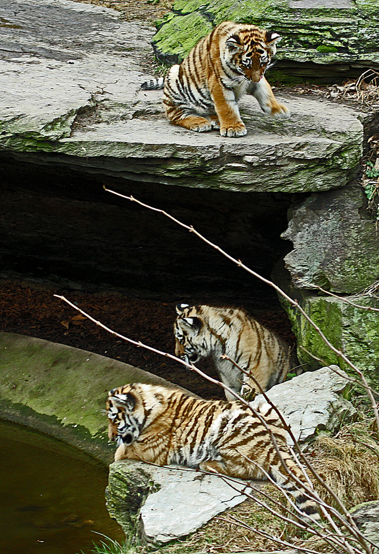 Das Kölner Tiger-Trio