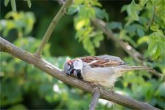 das könnte ins Auge gehen