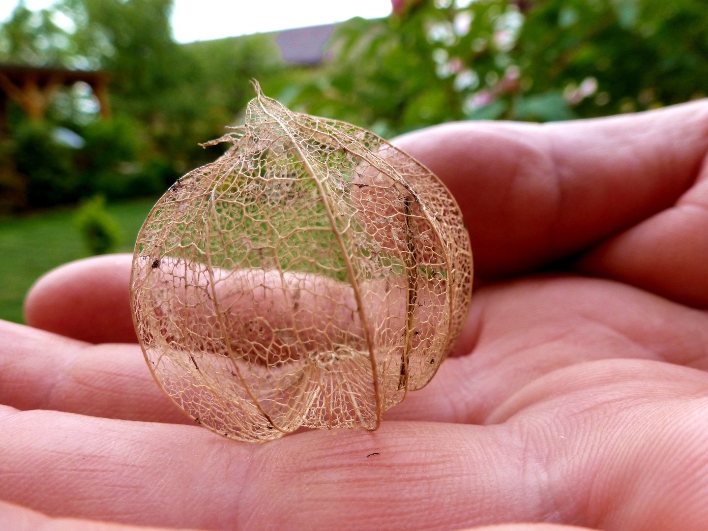 Das Körbchen einer Physalis Foto & Bild | pflanzen, pilze ...