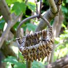 Das Körbchen im Essigbaum