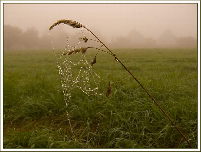 Das Kollier des rosigen Morgens