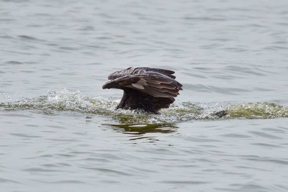 Das Kormoran U-Boot