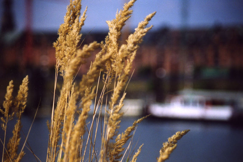 Das Korn der Speicher