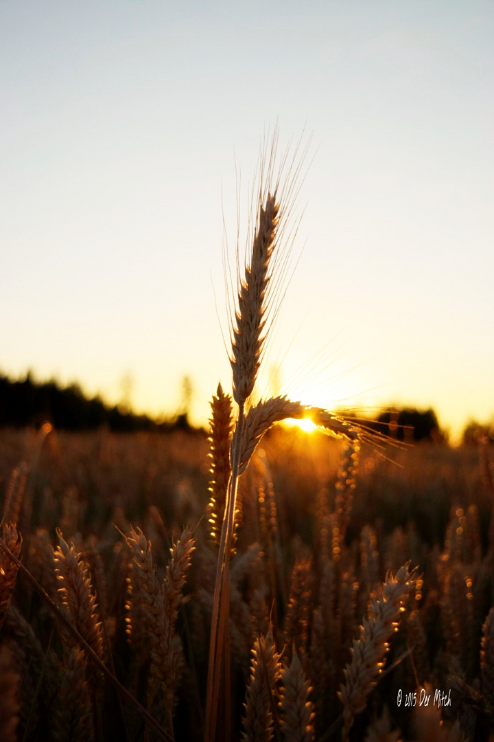 Das Korn in der Sonne