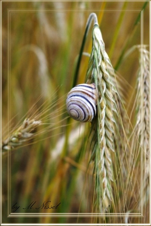 Das Korn und die Schnecke