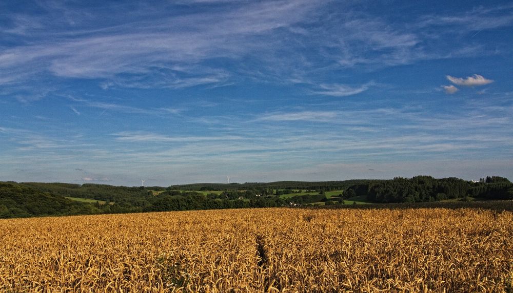 Das Kornfeld