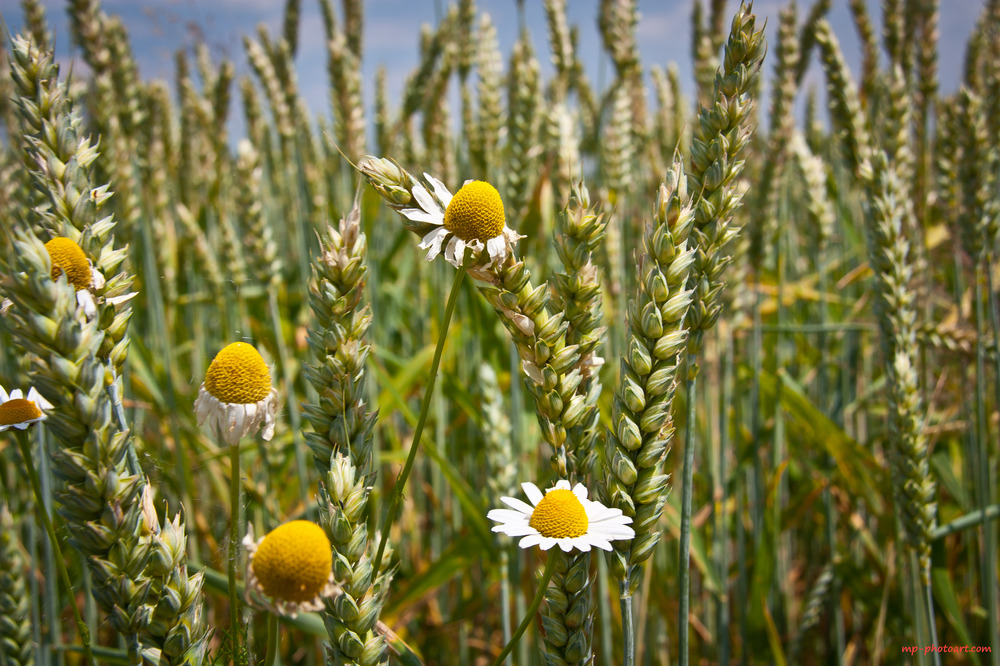 Das Kornfeld