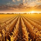 Das Kornfeld in der Abendstimmung