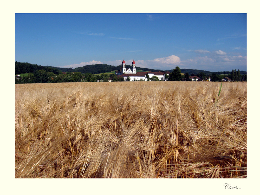 Das Kornfeld mit ehemaligem Zisterzienserkloster St. Urban