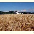 Das Kornfeld mit ehemaligem Zisterzienserkloster St. Urban