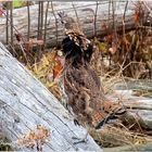 Das Kragenhuhn (Bonasa umbellus)