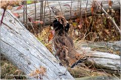 Das Kragenhuhn (Bonasa umbellus)