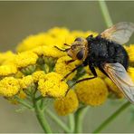 Das kreucht und fleucht am Wegesrande 7