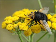 Das kreucht und fleucht am Wegesrande 7