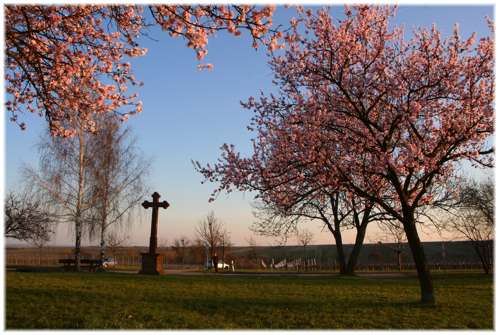 Das Kreuz, das Licht und der Baum