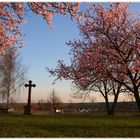 Das Kreuz, das Licht und der Baum