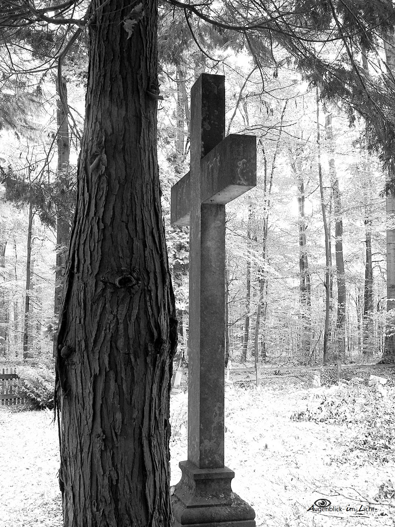 Das Kreuz & der Baum...