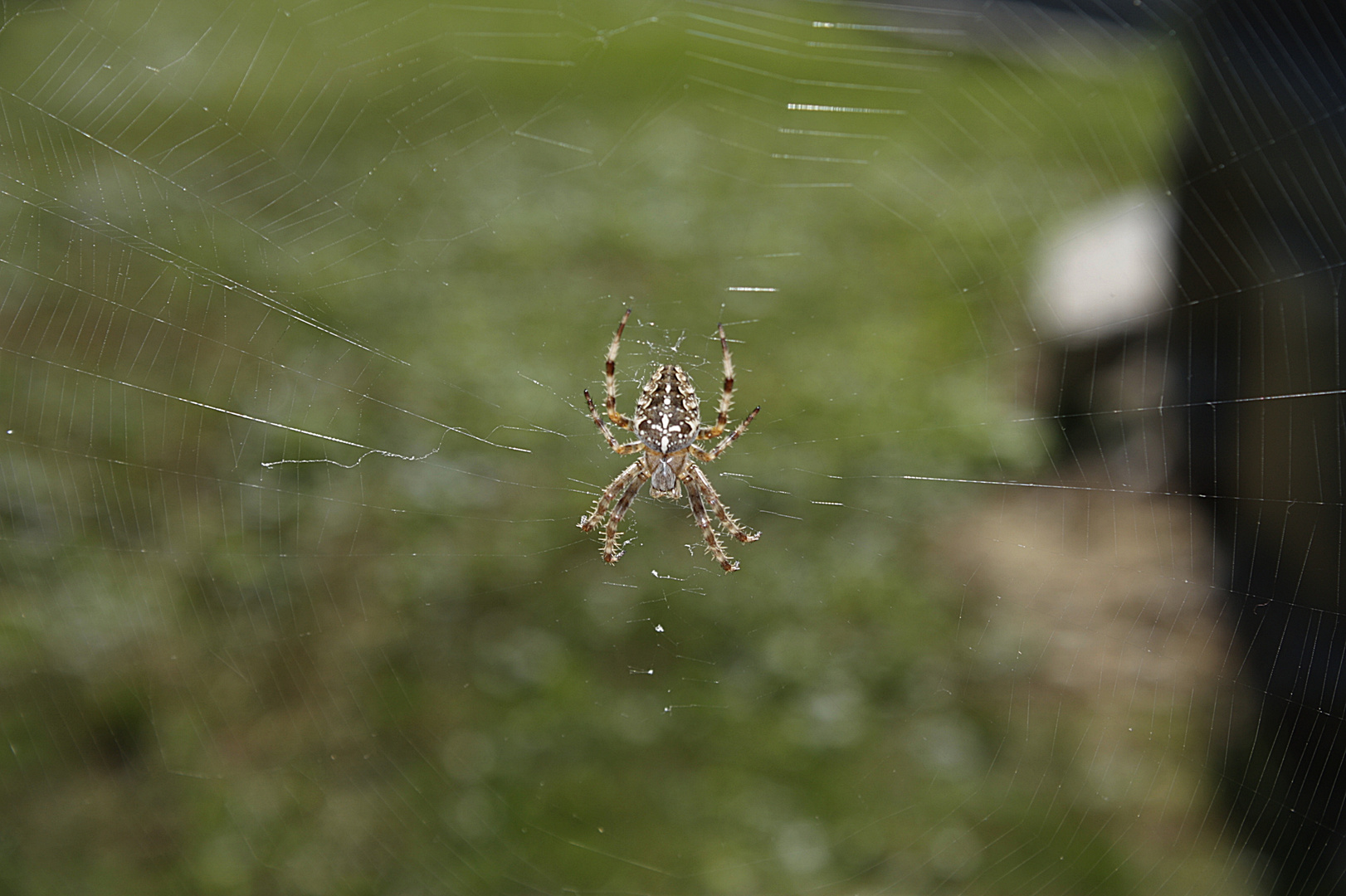 das Kreuz der Spinne