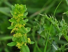 Das Kreuz-Labkraut (Cruciata laevipes)