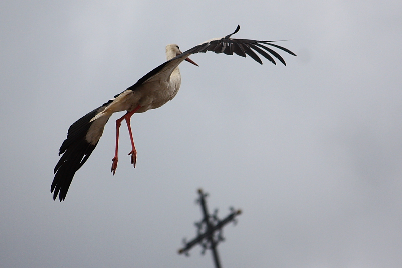 Das Kreuz mit dem Storch