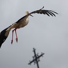 Das Kreuz mit dem Storch