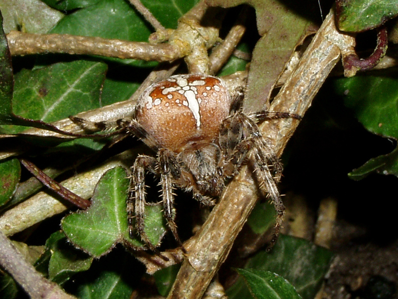 Das Kreuz mit der Spinne