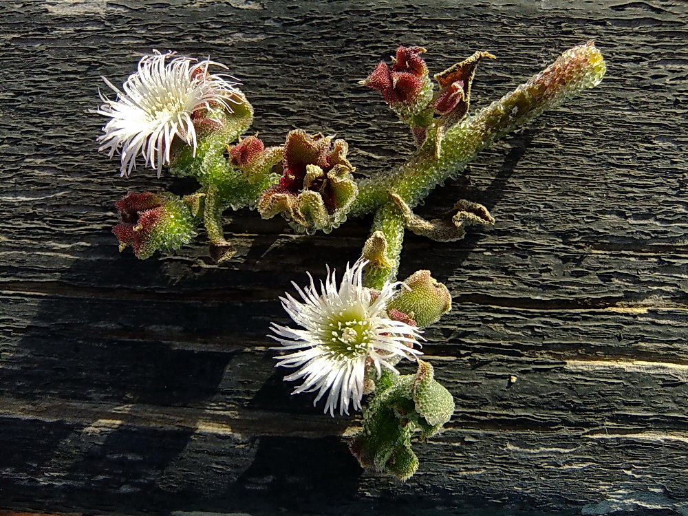 Das kristalline Mittagsblümchen - Eiskraut ---  Mesembryanthemum crystallinum