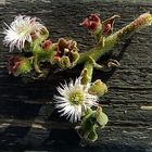 Das kristalline Mittagsblümchen - Eiskraut ---  Mesembryanthemum crystallinum