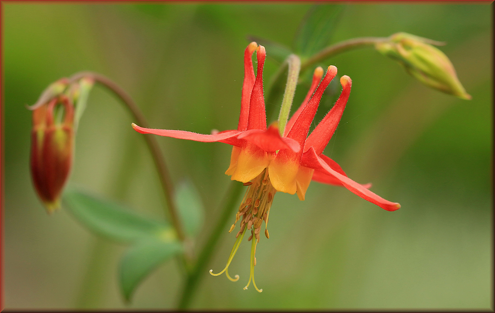 ~~~ Das Krönchen ~~~
