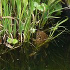 Das Krötenbad, eine Abkühlung im Gartenteich