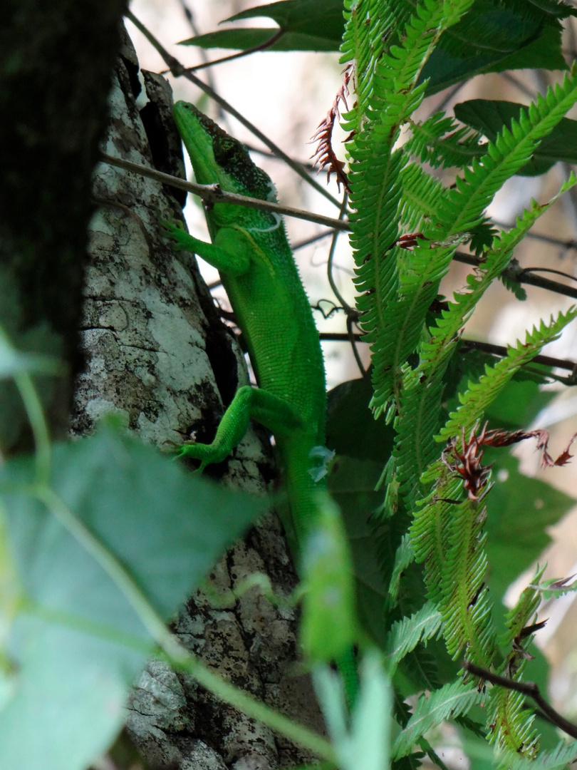 Das Krokodil am Baum