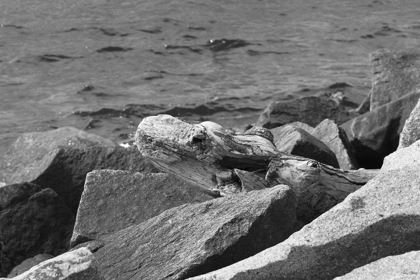 Das Krokodil an der Ostsee