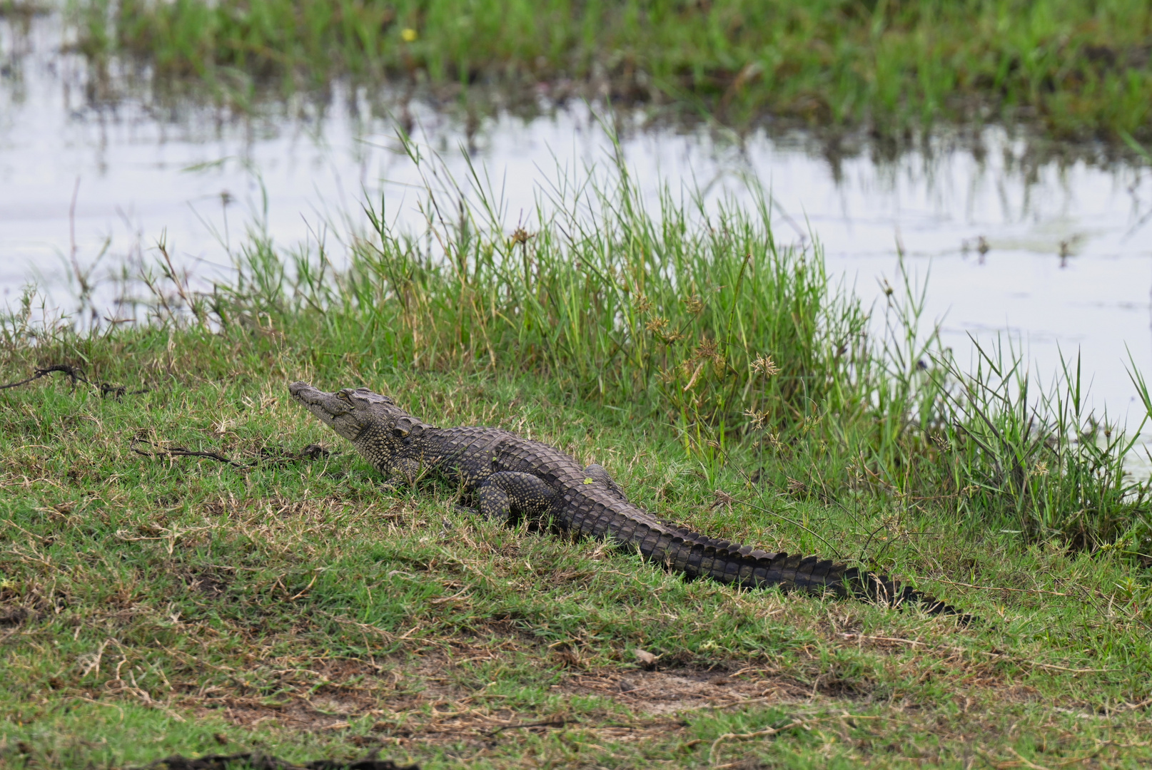 Das Krokodil