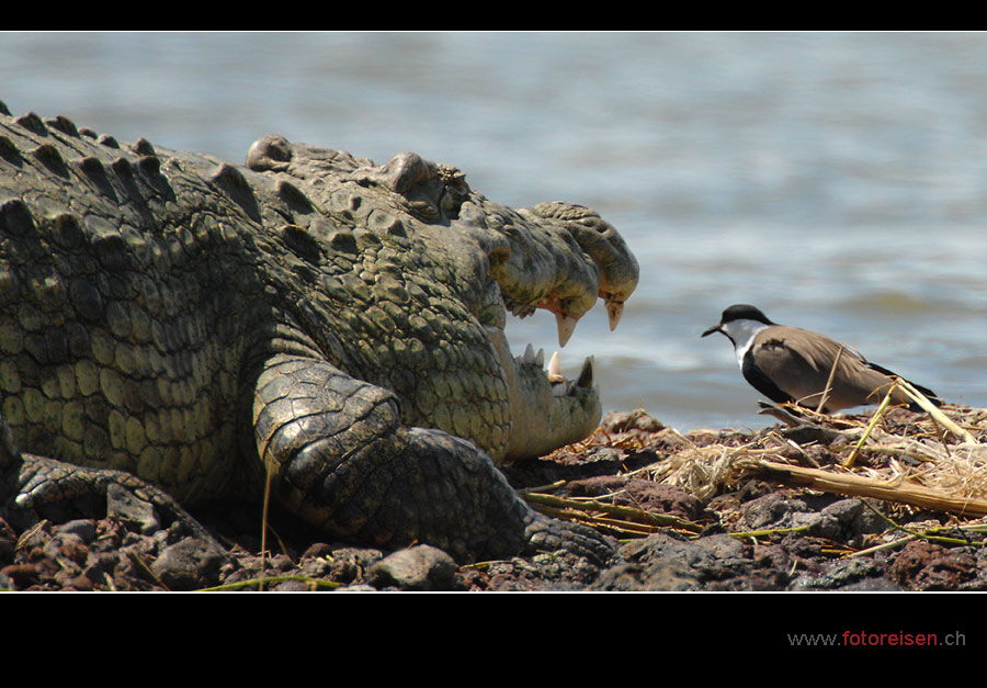 Das Krokodil hat fast einen Vogel