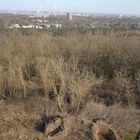 Das Krokodil HiGS teufelsberg berlin