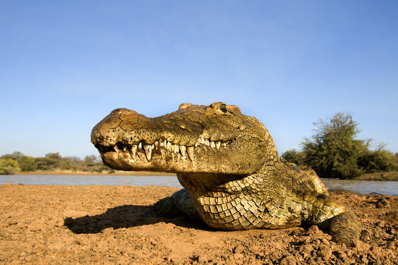 Das Krokodil, mein langjähriger Freund