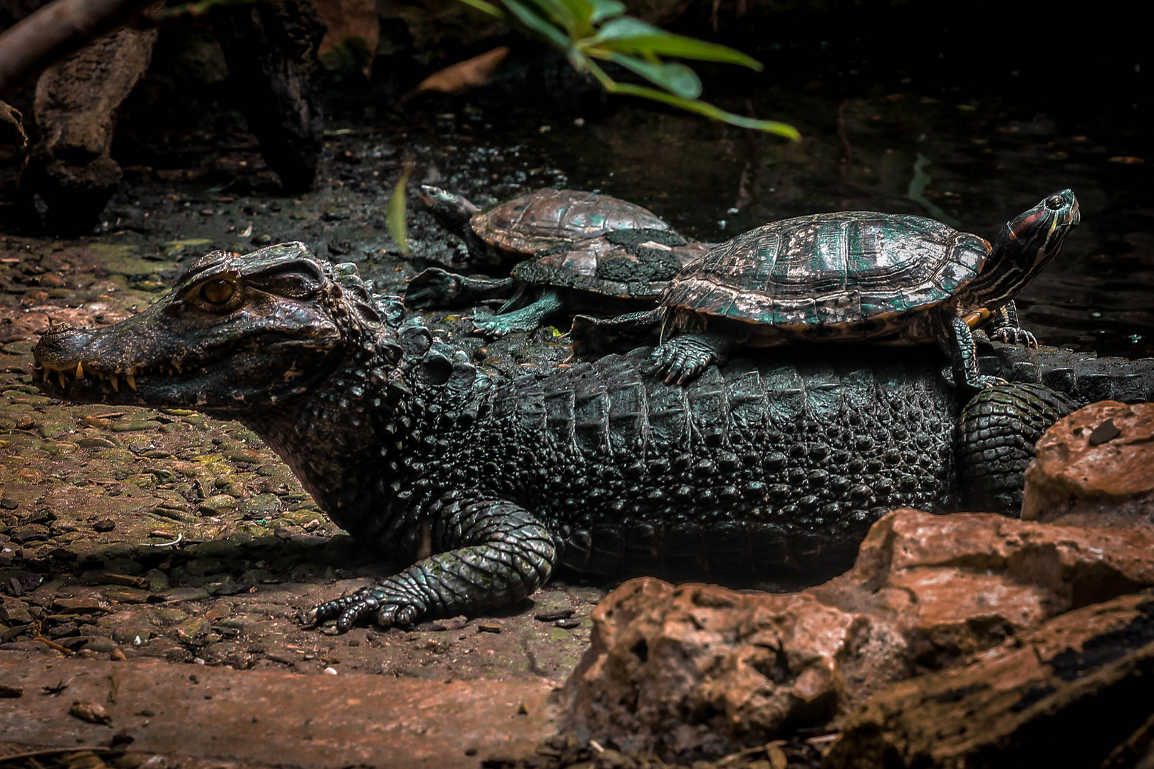 Das Krokodil und die Schildkröte