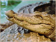 Das Krokodil vom Nil