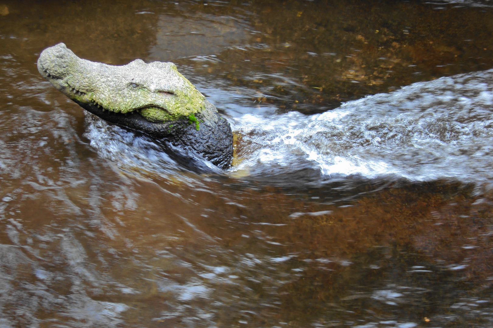 Das Krokodil von Himmelsbach